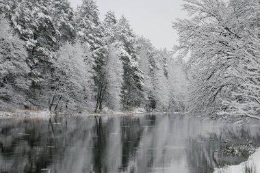 Nehrin kıyısındaki ağaçların kış manzarası. Ağaçların dallarında kar. Nehirde kar yansıması. Nehrin kıyısında muazzam kar yığınları uzanır..
