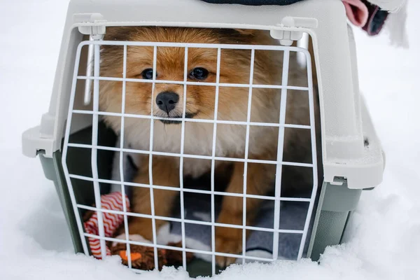 Niedlicher Pommernwelpe Sitzt Einer Reisebox Sicher Reisen Mit Tieren — Stockfoto