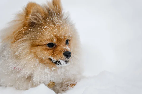 Rote Pommersche Welpen Brüten Winter Freien Niedlicher Pommerscher Spitzhund Schnee — Stockfoto