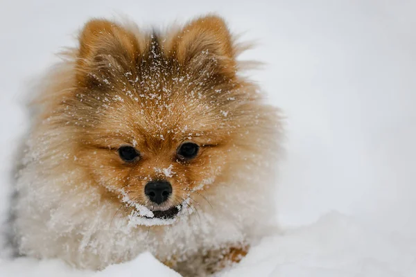 Czerwono Pomorski Szczeniak Hoduje Się Zimą Świeżym Powietrzu Cute Pomeranian — Zdjęcie stockowe