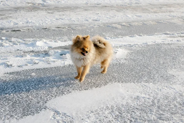 Niedlicher Welpe Pommersche Rasse Hund Draußen Schnee Einer Winterlandschaft Spazieren — Stockfoto