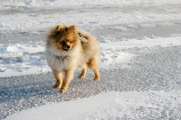 Niedlicher Welpe Pommersche Rasse Hund Draußen Schnee Einer Winterlandschaft Spazieren — Stockfoto