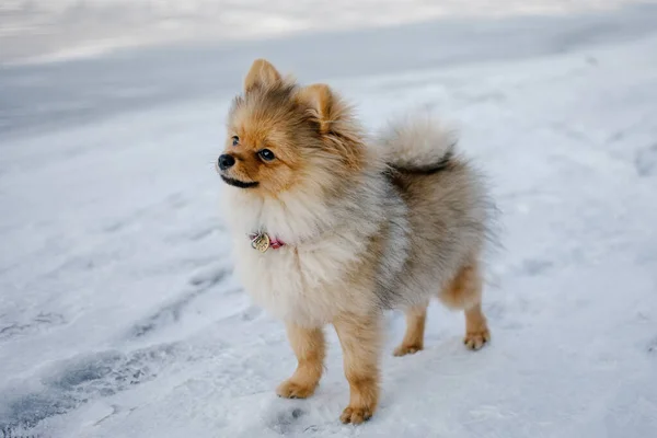 Leuke Puppy Pommerse Ras Hond Wandelen Buiten Tussen Sneeuw Een — Stockfoto