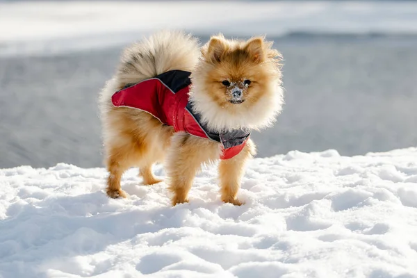 Niedlicher Welpe Pommersche Rasse Hund Draußen Schnee Einer Winterlandschaft Spazieren — Stockfoto