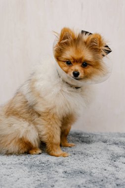 Elizabeth dönemi tasmalı üzgün pomeranya köpeği, plastik koni, hayvanın tıbbi koruması. Boşluğu Kopyala
