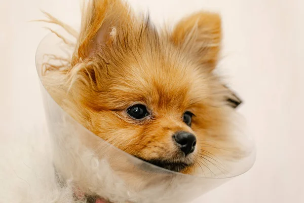 Bonito Pomeranian Colarinho Médico Olhando Para Câmera Cão Doente Fecha — Fotografia de Stock