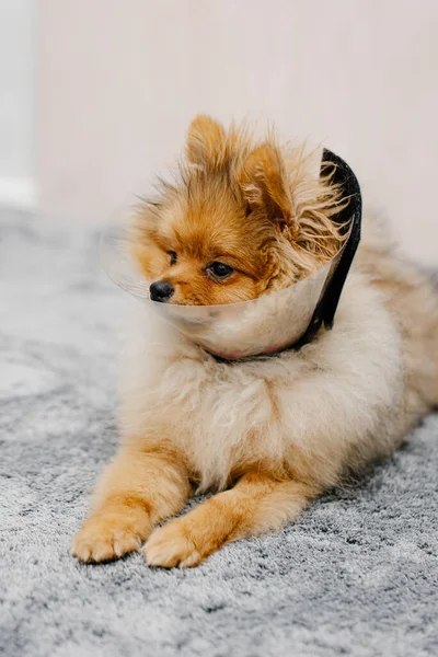 Cão Bonito Pomerano Uma Coleira Isabelina Protetora Após Cirurgia Encontra — Fotografia de Stock