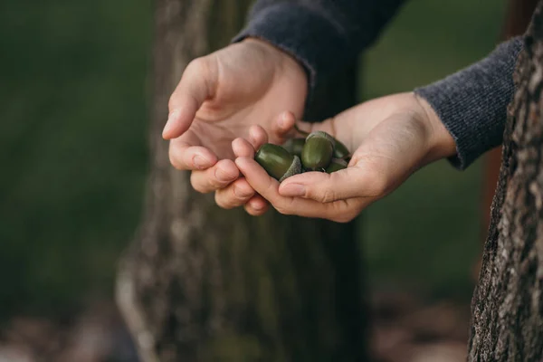 The girl holds green acorns in her hands. Close up shot of hands with acorns — Stock Photo, Image