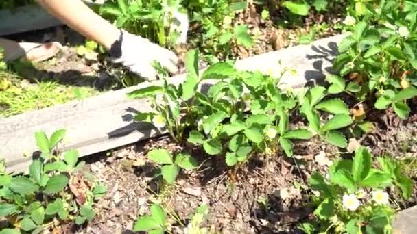 La fille arrache des mauvaises herbes dans le jardin. Les mains en gros plan désherbent les fraises. Couper les vrilles de fraises. Cultiver des fraises dans votre jardin — Video