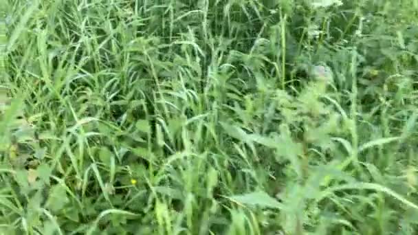 Zielona letnia trawa. Mieszka w wiosce z zieloną trawą. Dzika trawa — Wideo stockowe