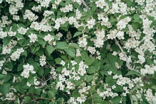 Όμορφη ανθισμένη μηλιά. Ιστορικό λουλουδιών και πράσινων φύλλων. Φυσικό φόντο των λουλουδιών. — Φωτογραφία Αρχείου