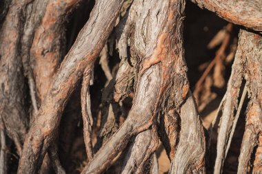 Kocaman ağaç kökleri. Farklı ahşap dokuların arka planı. Büyük köklere yakın çekim