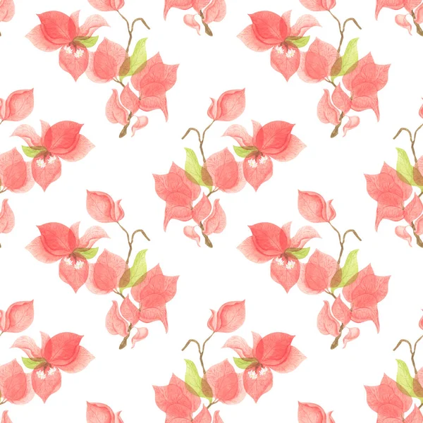 Portakallı begonvillerin dalları ve çiçekleri. Suluboya botanik illüstrasyon. Egzotik çiçek. Beyaz arkaplanda pürüzsüz desen.