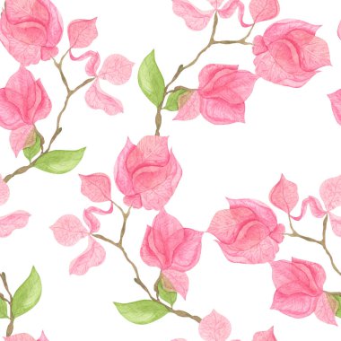 Dallarda pembe bougainvillea çiçekleri. Bitkilerin suluboya çizimleri. Egzotik çiçek. Beyaz arkaplanda pürüzsüz desen.