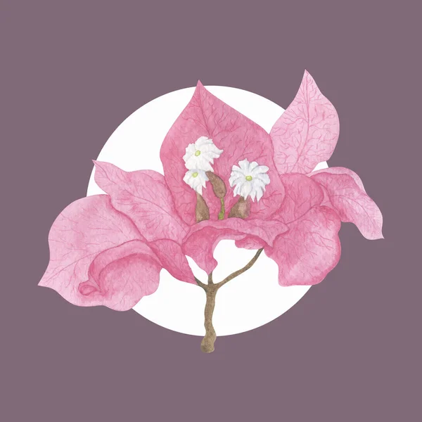 ดอกไม ขาวท ละเอ ยดอ Bougainvillea ดอกไม Stipules ชมพ สดใส ภาพวาดส — ภาพถ่ายสต็อก