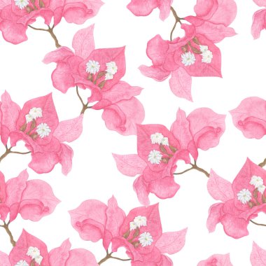 Pembe bougainvillea beyaz çiçeklerle birleşir. Beyaz bir arka planda botanik suluboya deseni. Giysilerin, kumaşların, defterlerin, kitapların ve daha fazlasının tasarımı için resim.