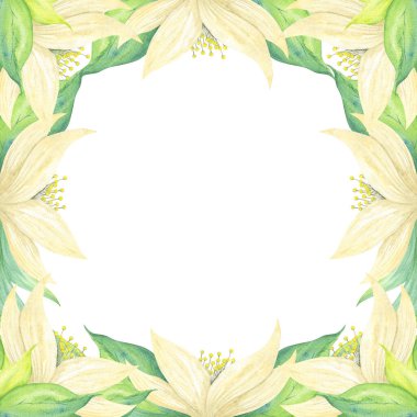 Kare çerçeveli, bej çiçekli ve yeşil yapraklı. Suluboya botanik illüstrasyon. Kartpostal, davetiye, düğün dekorasyonu çizimleri.