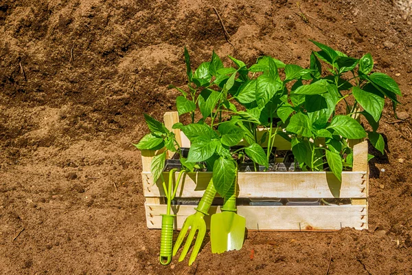 Trälåda med unga plantor svarta jorden — Stockfoto