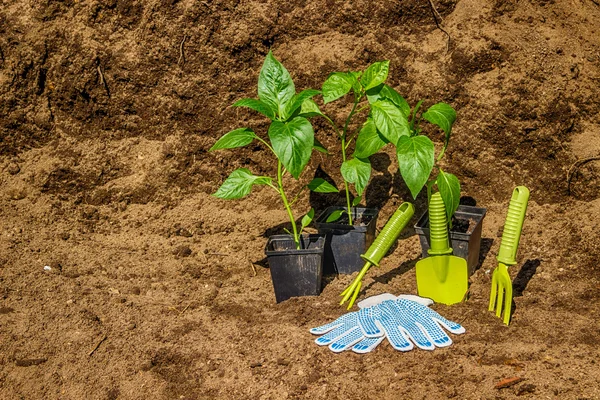 Pot with seedlings  garden tools equipment gloves background  bl — Stock Photo, Image