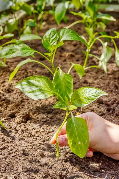 Female hand planting pepper seedlings into the ground — Stock Photo, Image