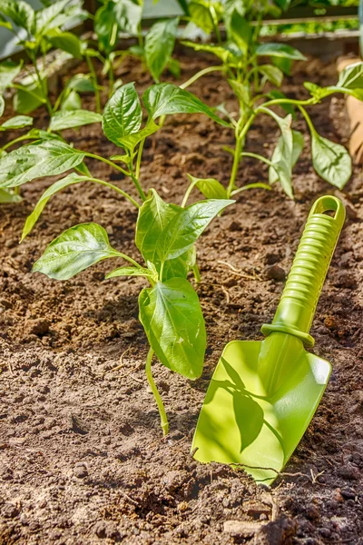 Plántulas de pimienta en la cama y la pala de jardín pegado —  Fotos de Stock