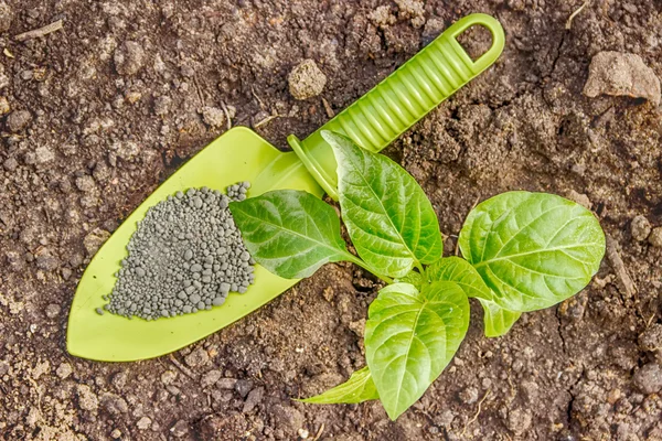 Plántulas de pimienta en el semillero y una pala de jardín los gránulos — Foto de Stock