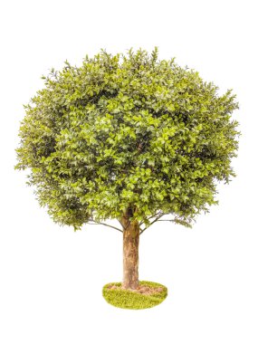 Yeşil Şimşir ağacı