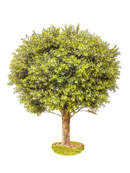 Yeşil Şimşir ağacı — Stok fotoğraf