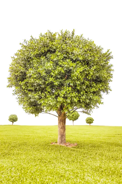 Albero verde bosso — Foto Stock