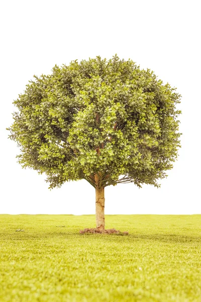 緑のつげの木 — ストック写真