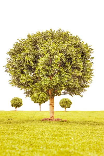 Albero verde bosso — Foto Stock