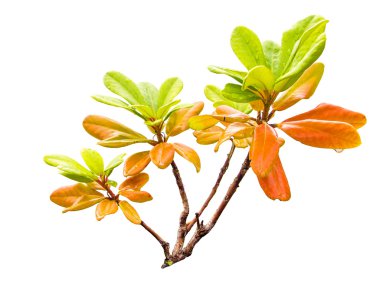 Gaultheria procumbens