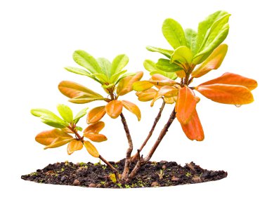Gaultheria procumbens