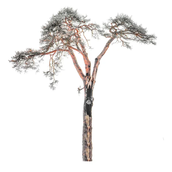 Oude gedroogde pine — Stockfoto