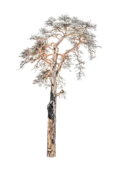 Oude gedroogde pine — Stockfoto