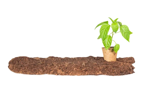 The seedling in a peat pot is on the ground — Stock Photo, Image