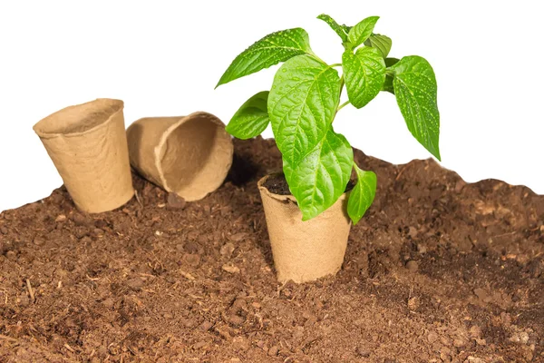 The seedling in a peat pot is on the ground — Stock Photo, Image