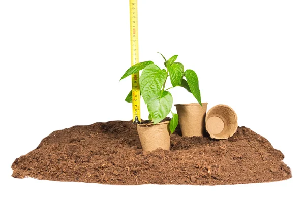 Ruler measures  height  seedlings — Stock Photo, Image