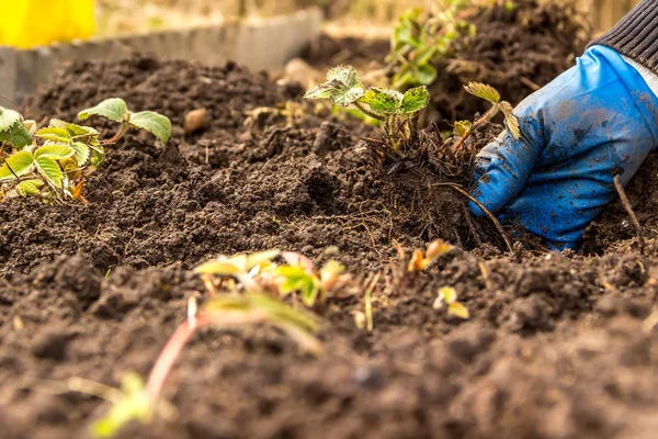 Plantera jordgubbar i smutsa händer — Stockfoto