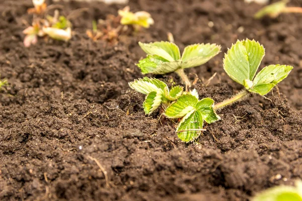 Plantera jordgubbar i jord — Stockfoto