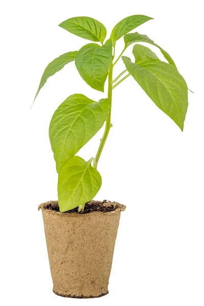 Pepper seedlings in a peat pot — Stock Photo, Image