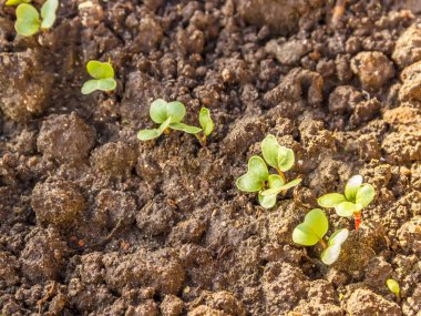 Genç lahanası turp yatak