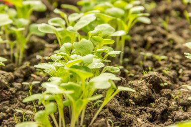 Çin lahanası yama genç sürgünler
