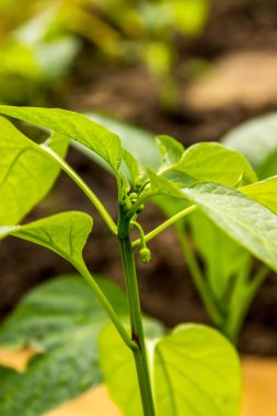 Yumurtalık biber fideleri