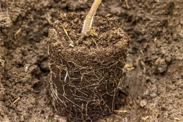 Korzenie sadzonek z dziury garnek — Zdjęcie stockowe