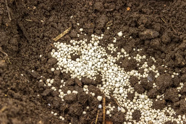 Agujero debajo de las plántulas con gránulos blancos de fertilizante mineral —  Fotos de Stock