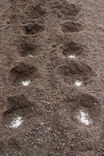Дыра под саженцами с белыми гранулами минеральных удобрений
