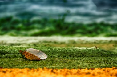 Kumlu sahilde yeşil ile kaplı açık kabuk midye istiridye olduğunu
