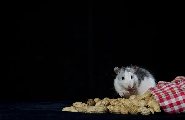 Rat and peanuts. — Stock Photo, Image