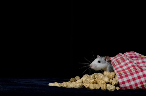Ratto e arachidi . — Foto Stock